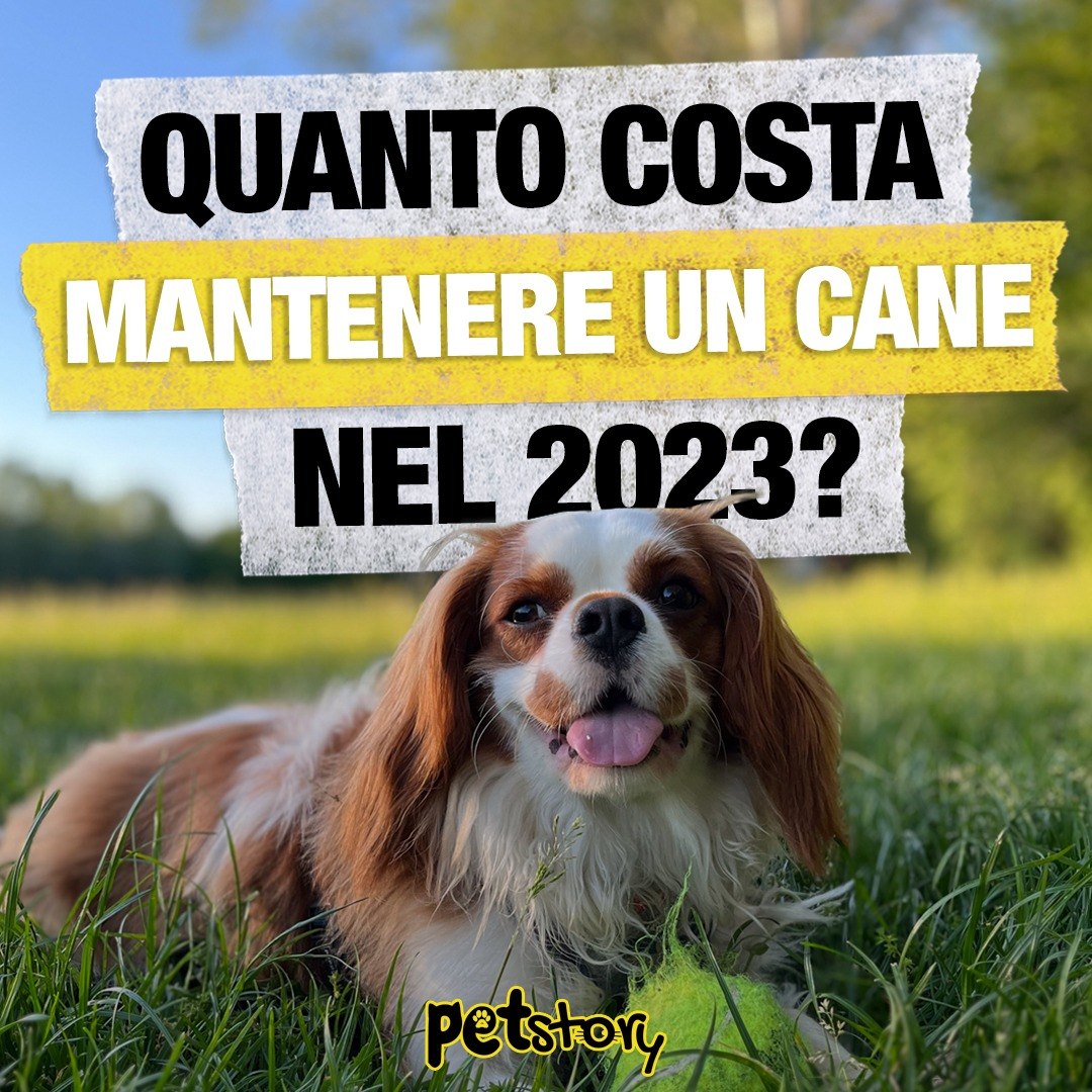 Quanto costa mantenere un cane nel 2023