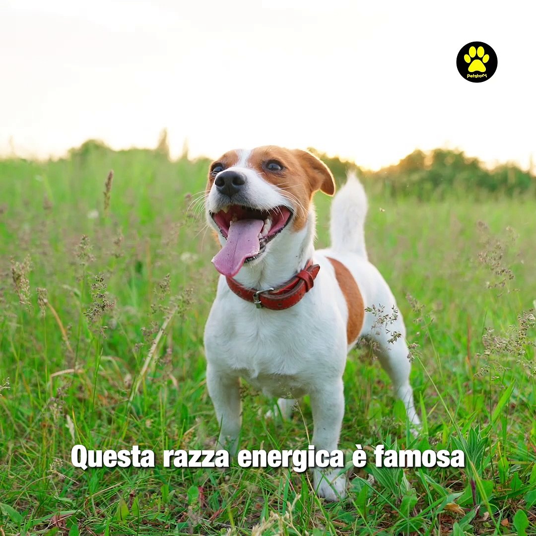 I 5 migliori cani da guardia di piccola taglia