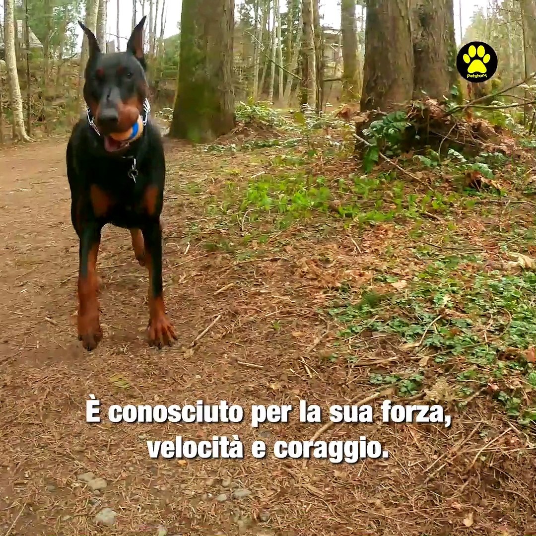 I 5 migliori cani da guardia