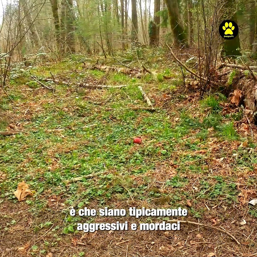 5 stereotipi sbagliati sui Dobermann