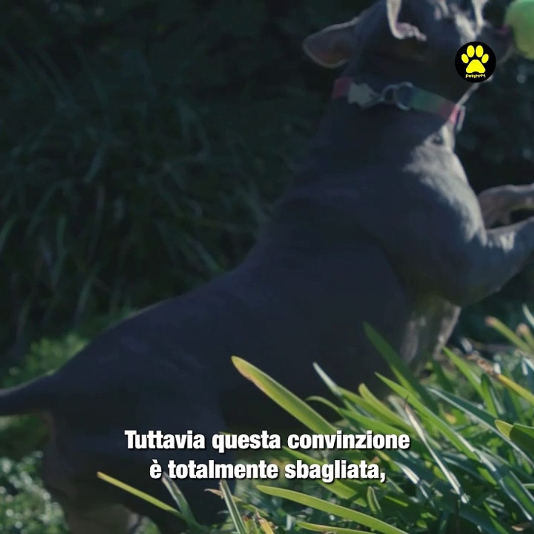 5 stereotipi sbagliati su Pitbull