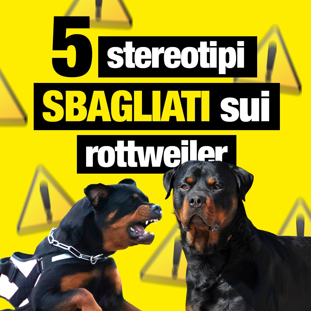 5 stereotipi sbagliati sui Rottweiler