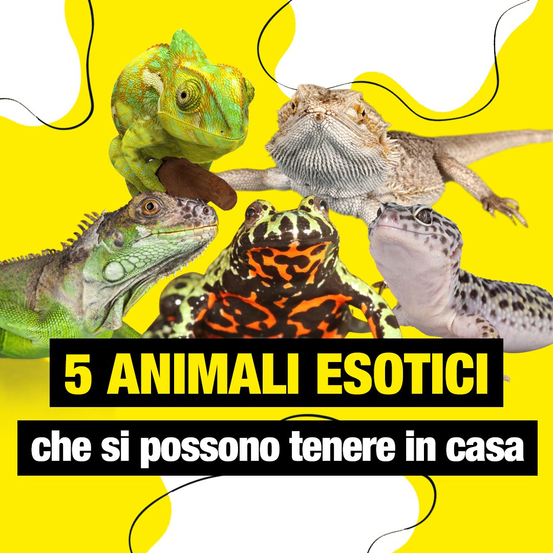 5 animali domestici da tenere in casa