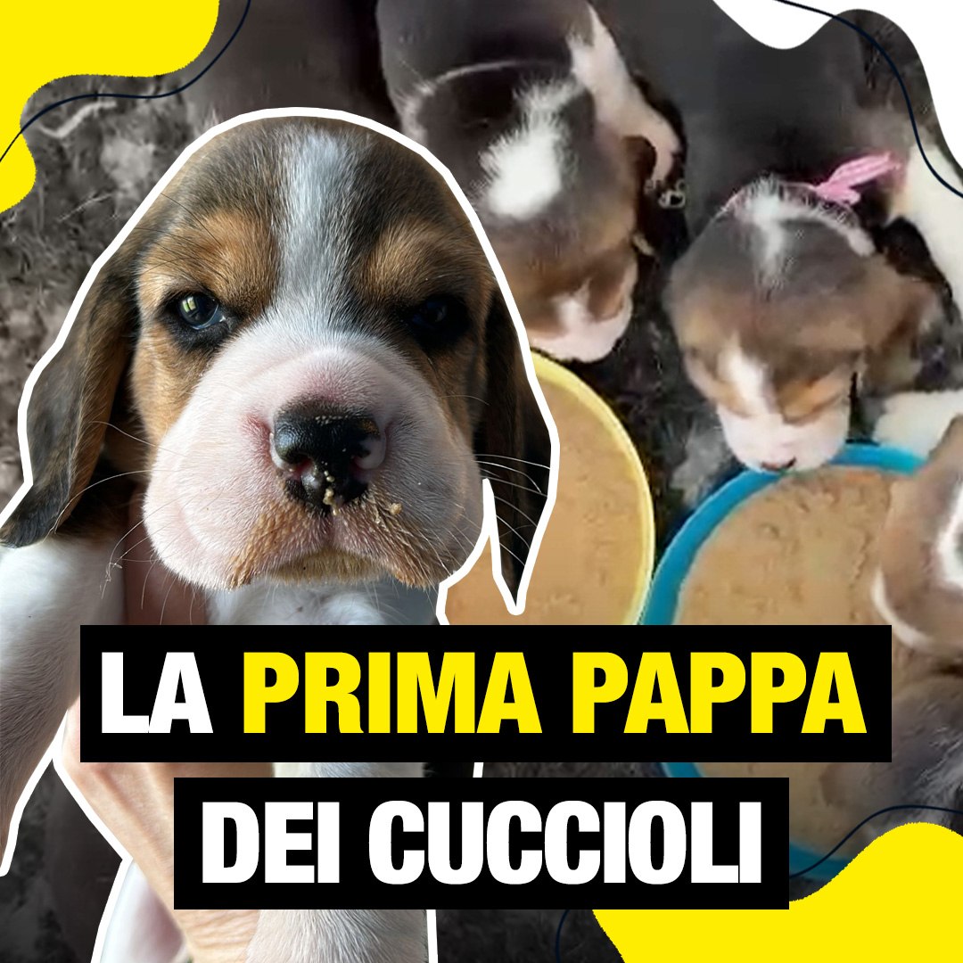 Prima pappa cuccioli