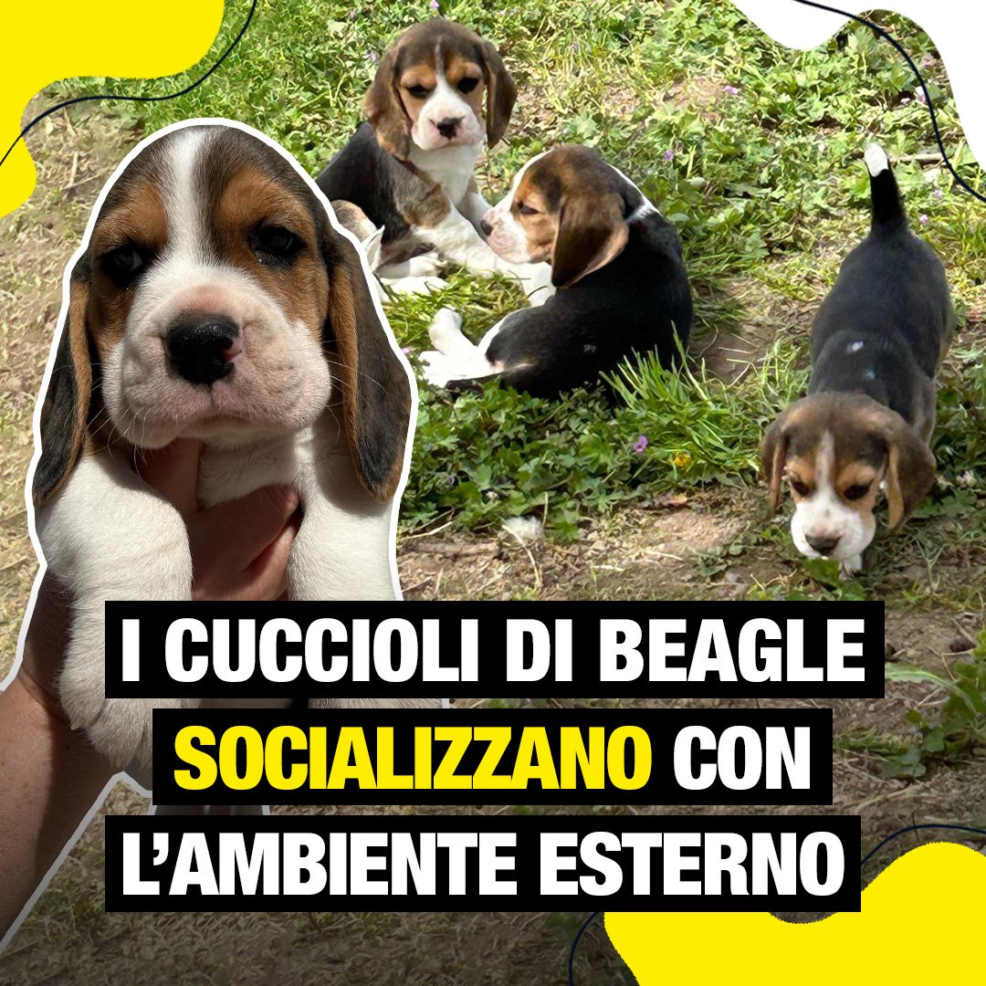 I cuccioli di Beagle socializzano con l’ambiente esterno