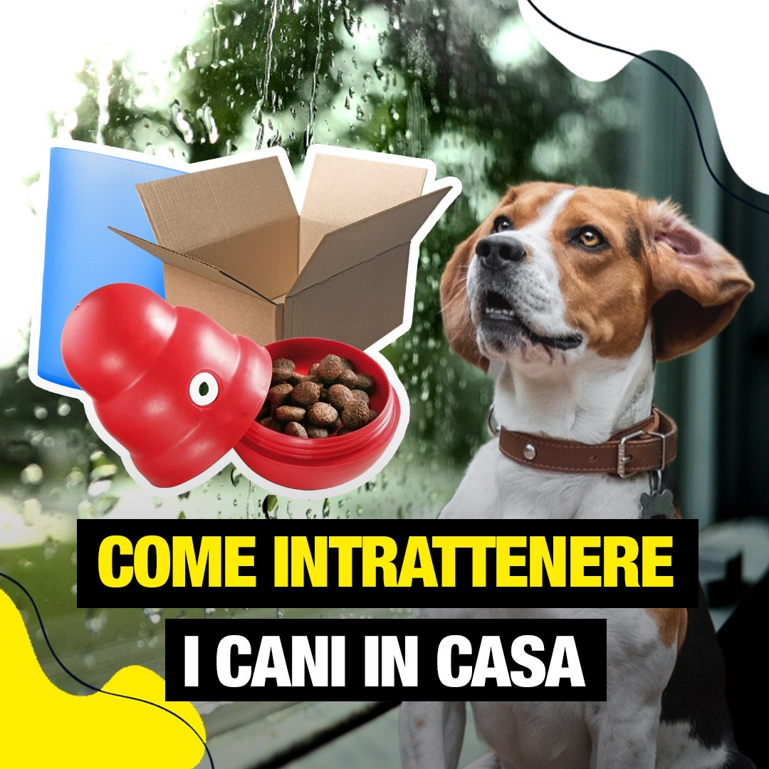 Come intrattenere i cani in casa