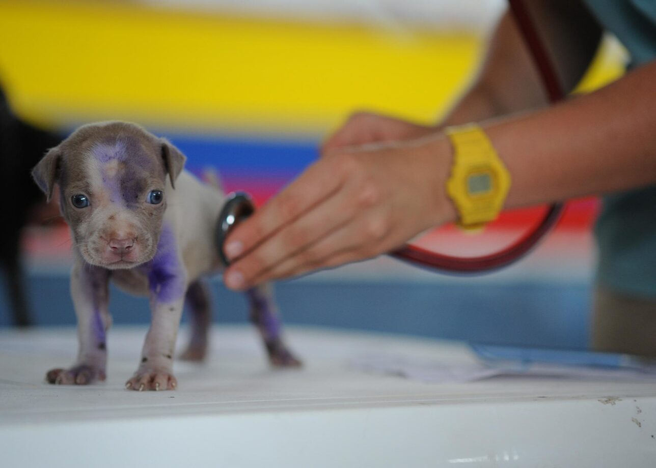 Ca’ Zampa e BluVet: un nuovo leader nel settore veterinario italiano