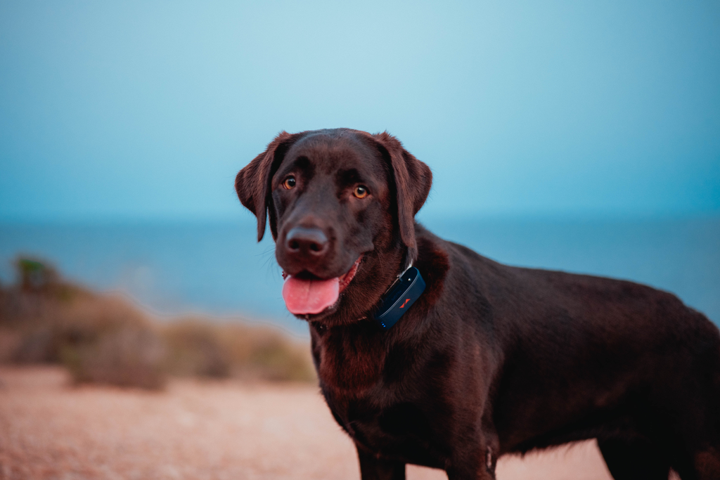Ritrovare il proprio cane smarrito in pochi secondi: i GPS per cani