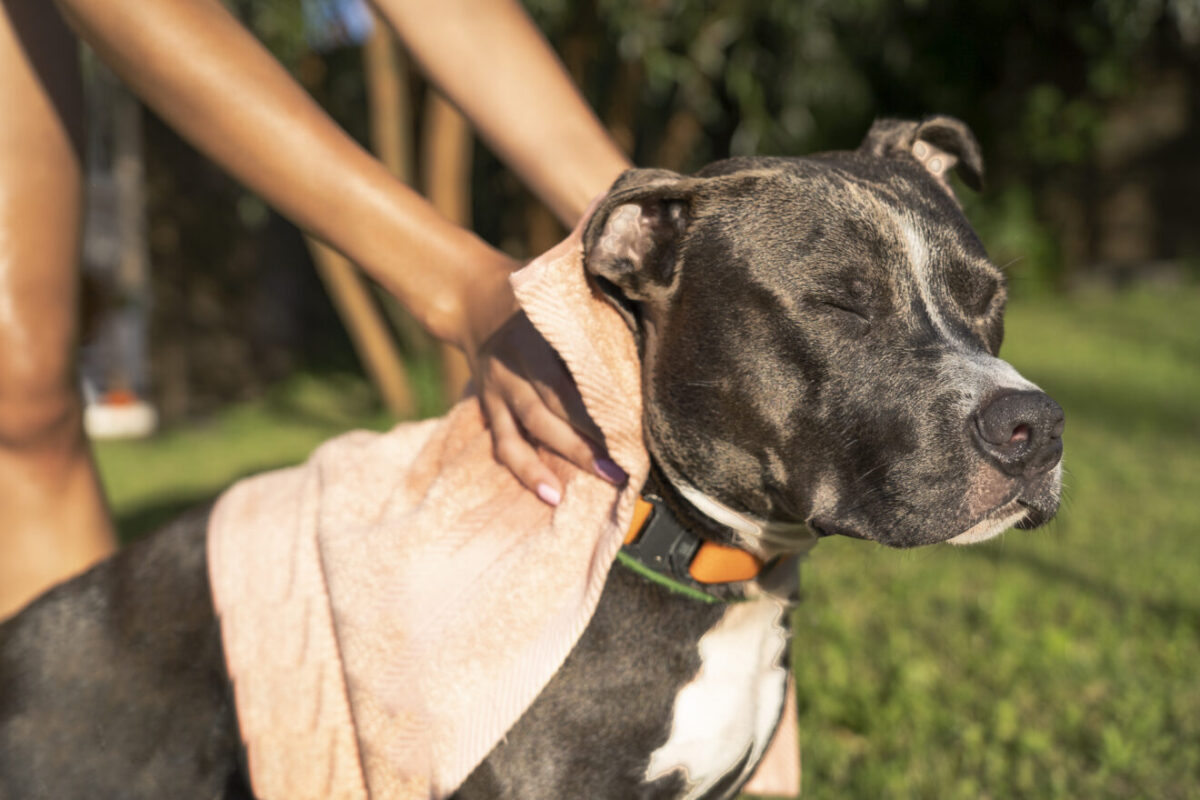 Come riconoscere i vermi nel cane per proteggere il nostro amico a quattro zampe