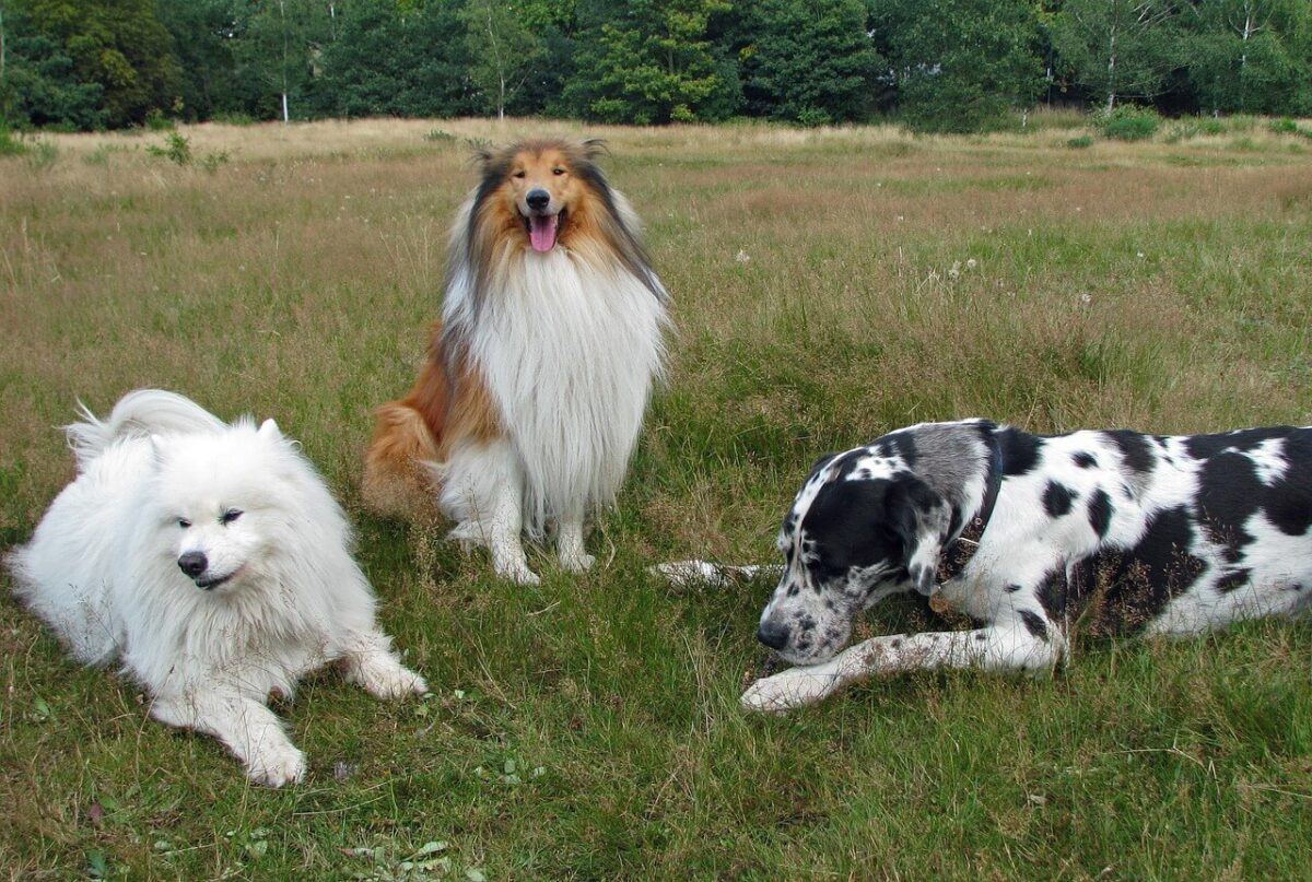 Addestrare il tuo cane con metodo: i manuali indispensabili per un rapporto sereno e consapevole