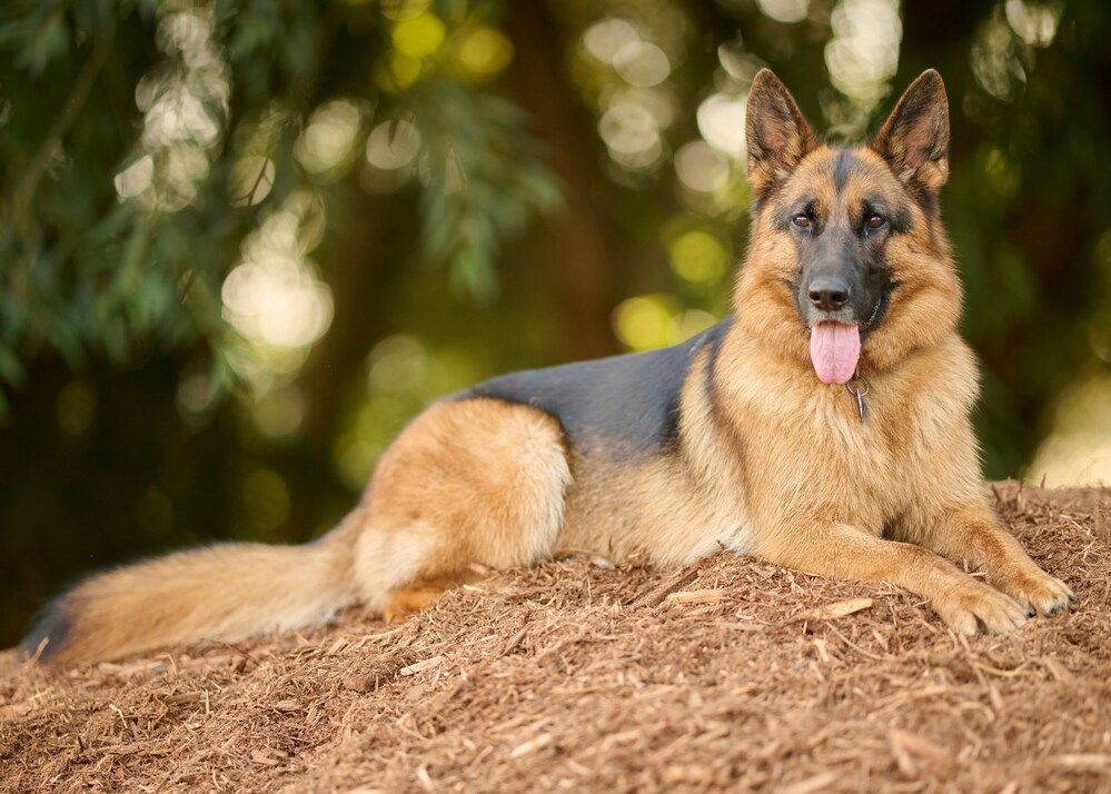 Sintomi della leishmaniosi nel cane: come si manifesta e come prevenirla 