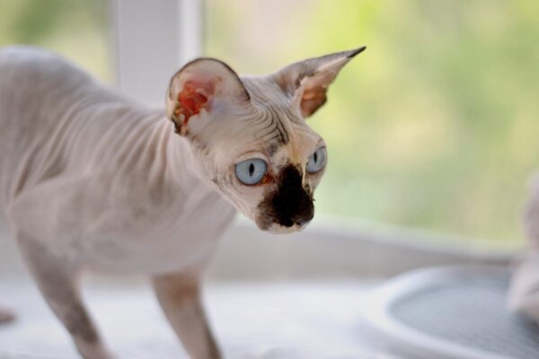 Sphynx: guida pratica al gatto nudo e affettuoso
