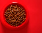 Necon Pet Food e Union Brescia: una partnership per lo sport e la comunità