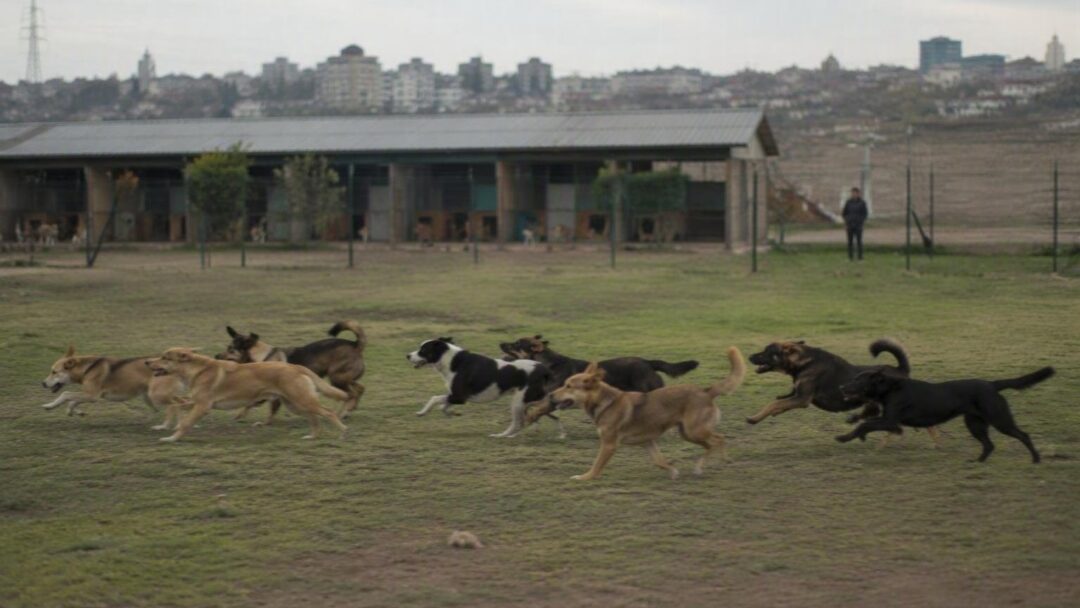 Adozioni canine a Sacco: come trasformare una vita con un gesto d'amore