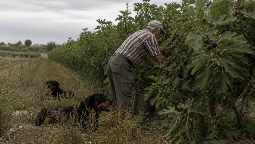 Agricoltore di 72 anni aggredito e ucciso da cani in Salento