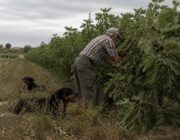 Agricoltore di 72 anni aggredito e ucciso da cani in Salento