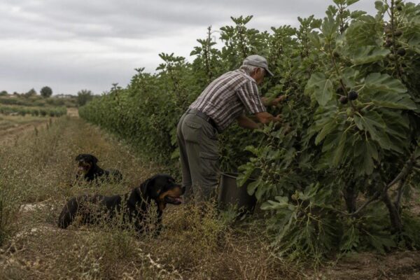 Agricoltore di 72 anni aggredito e ucciso da cani in Salento