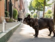 Caldo e cane: strategie pratiche contro il colpo di calore