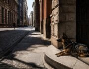 Cani da guardia in città: sicurezza e qualità di vita