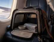 Cani in cabina: ITA Airways permette il trasporto di animali fino a 30 kg