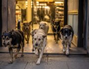 Cani randagi a Licata: il gesto solidale del Lidl contro il caldo estremo