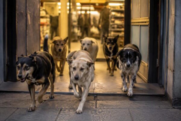 Cani randagi a Licata: il gesto solidale del Lidl contro il caldo estremo