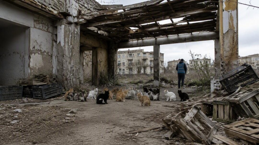 Colonia felina a rischio a Taranto: il piano del Comune per il trasferimento protetto