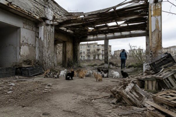 Colonia felina a rischio a Taranto: il piano del Comune per il trasferimento protetto