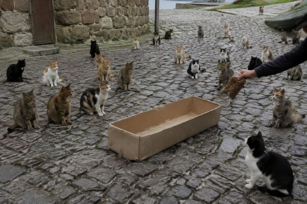 Colonia felina protetta a Muros: tutela e benessere per i gatti liberi
