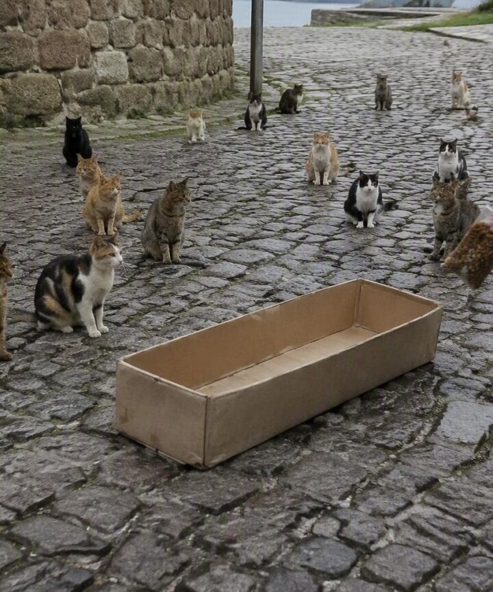 Colonia felina protetta a Muros: tutela e benessere per i gatti liberi