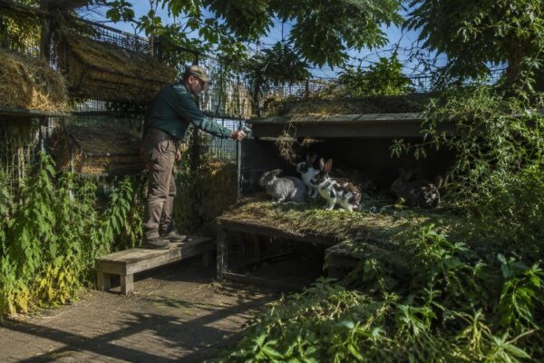 Colpo di calore nei conigli: habitat fresco, ventilazione e primo soccorso