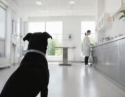 Come i collari smart stanno cambiando la medicina per cani