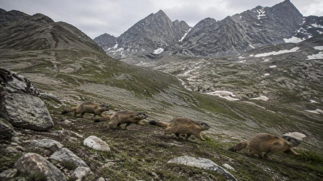 Come il cambiamento climatico influisce sul comportamento delle marmotte alpine