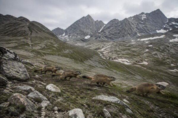 Come il cambiamento climatico influisce sul comportamento delle marmotte alpine
