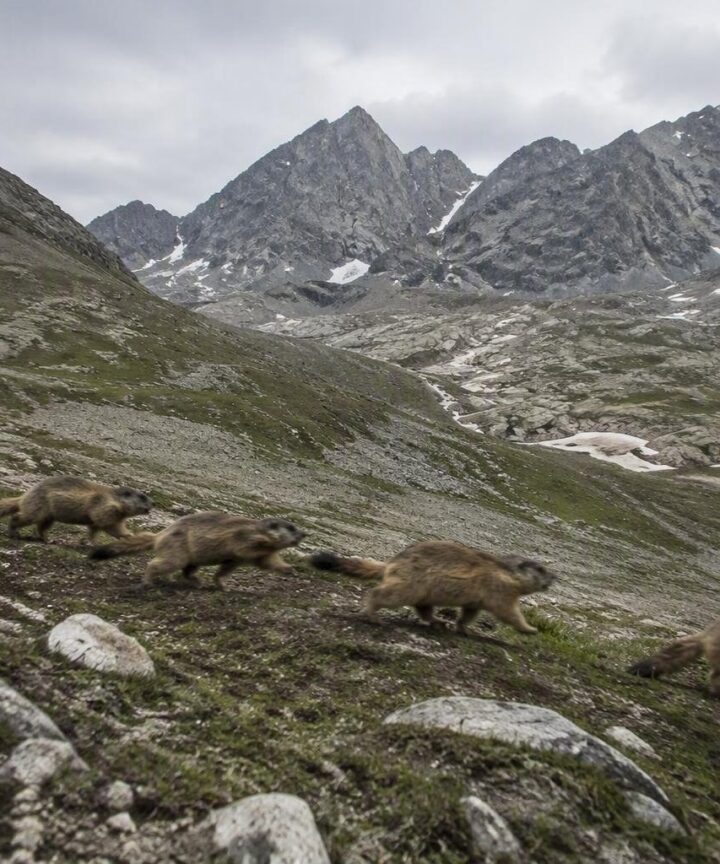 Come il cambiamento climatico influisce sul comportamento delle marmotte alpine