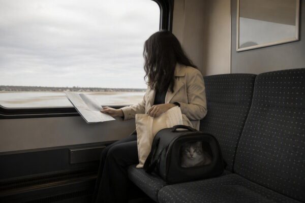 Come viaggiare con il gatto senza stress: consigli per auto, treno e aereo
