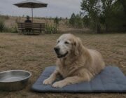 Consigli veterinari per cani e gatti durante le temperature estreme