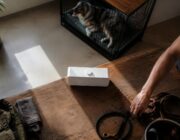 Desensibilizzare i cani ai tuoni con audio controllati: protocollo completo