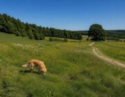 Felicità del cane: come rispettare bisogni etologici, gioco e riposo