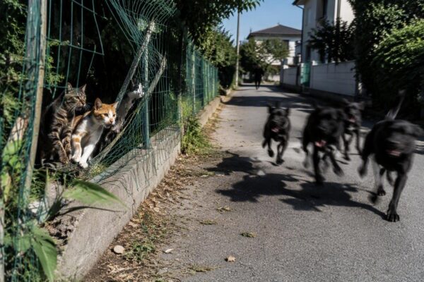Gatti uccisi da cani incustoditi: l'appello per denunciare i proprietari