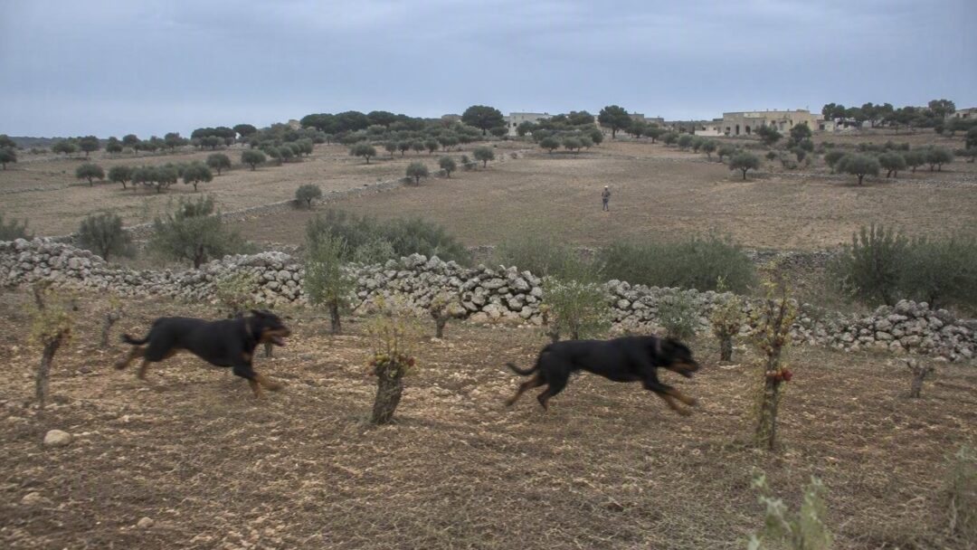Giuseppe Pampo, 72 anni, aggredito da cani in campagna: la ricostruzione dei fatti