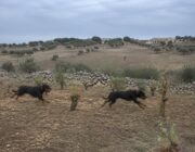 Giuseppe Pampo, 72 anni, aggredito da cani in campagna: la ricostruzione dei fatti