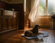 Ondate di calore nei cani: fisiologia, razze a rischio e primi aiuti