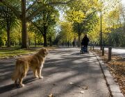 Perché alcuni cani diffidano di certe persone e come gestirli