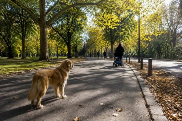 Perché alcuni cani diffidano di certe persone e come gestirli