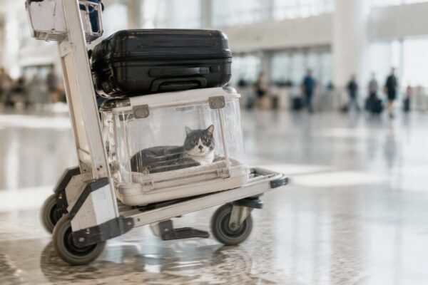 Pet travel: come organizzare le vacanze con il gatto al seguito