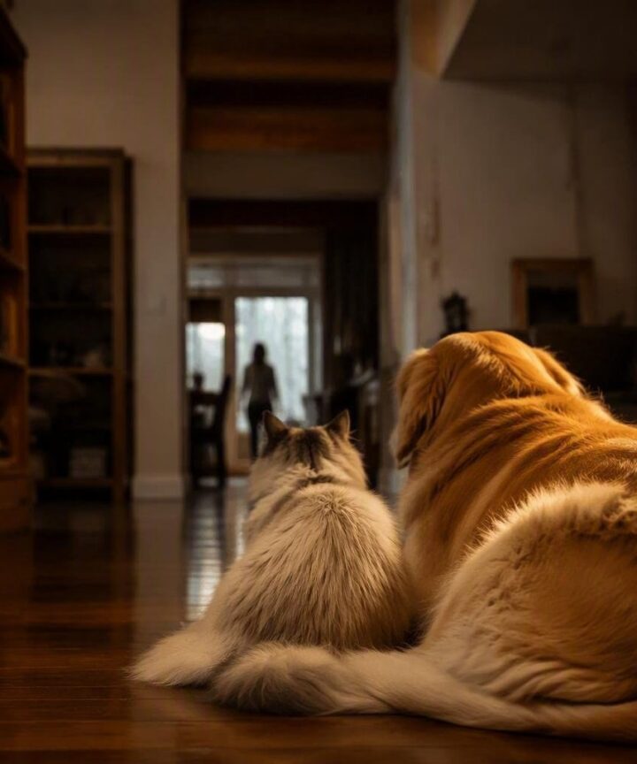 Relazioni tra animali domestici: etologia, arricchimento e segnali sociali