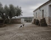 Scopri il Ratonero Bodeguero Andaluz: caratteristiche e curiosità
