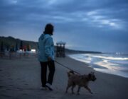 Spiagge dog friendly in Italia: criteri, documenti e consigli pratici