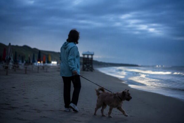 Spiagge dog friendly in Italia: criteri, documenti e consigli pratici